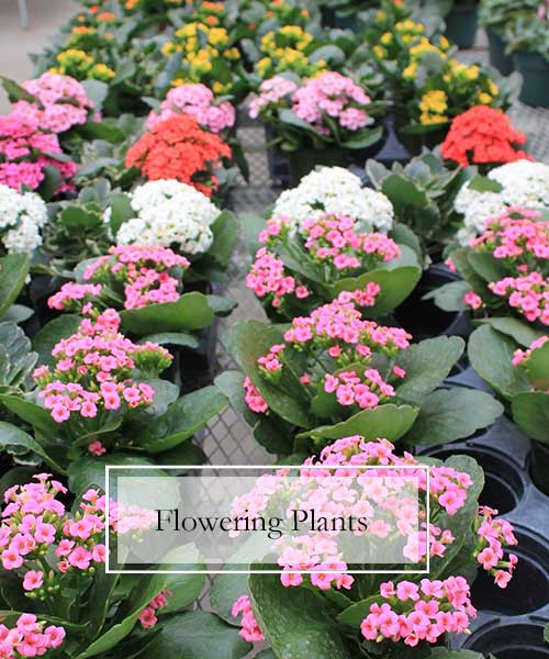 Flowering Plants, Bedding Plants, Memorial Florists & Greenhouses