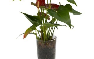 Memorial Florists and Greenhouses Sells the Best Mother's Day Plants, Flowers and Gifts LOCAL SAME DAY & EXPRESS DELIVERY