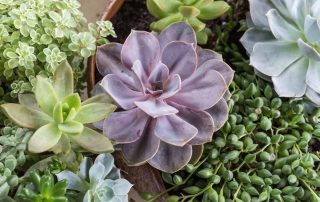 Memorial Florist Live Green Plants and Succulents Same-Day Delivery Service