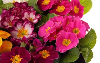 Memorial Florists offers beautiful plants to enhance Churches