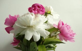 White and Pink Peonies on White Wall Background