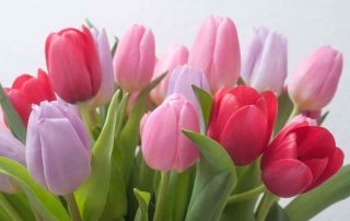 closeup of colorful bouquet of tulips in vase on white background