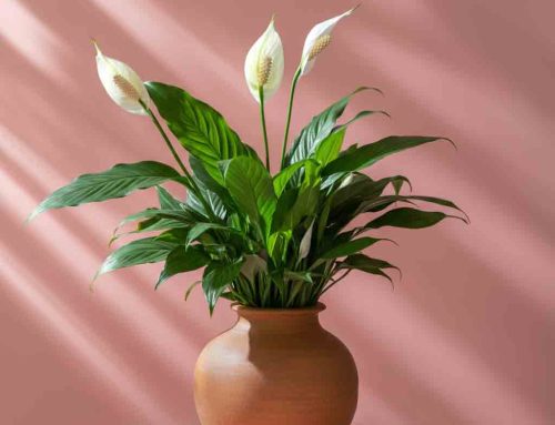 Appreciate Mom for Her Unconditional Love and Tireless Efforts with a Mother’s Day Plant