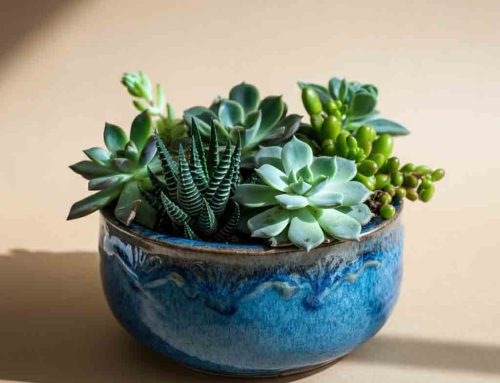 Bring Color and Joy to Father’s Day with Plants and Flowers