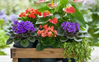 Fall Gift Crate of Plants