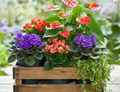 Fall Floral Products Celebrate the Charm of Crisp Air and the Excitement of College Football