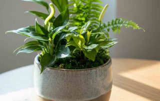 Mixed Green Plants in Custom Garden Dish