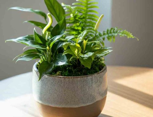 Encourage and Uplift Students, Teachers, or Staff with Back to School Plants